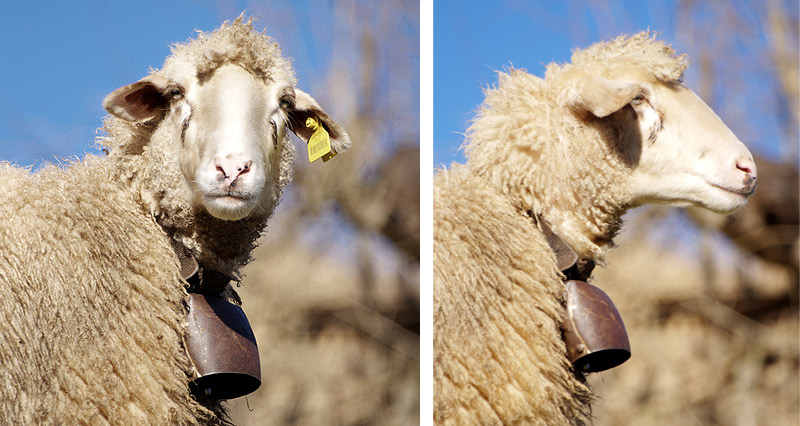Pullover und Strickjacken aus Yakwolle, Merinowolle, Schafswolle kbT (kontrolliert biologische Tierhaltung), Yak-Pullover, Yak-Strickjacken, Cardigans