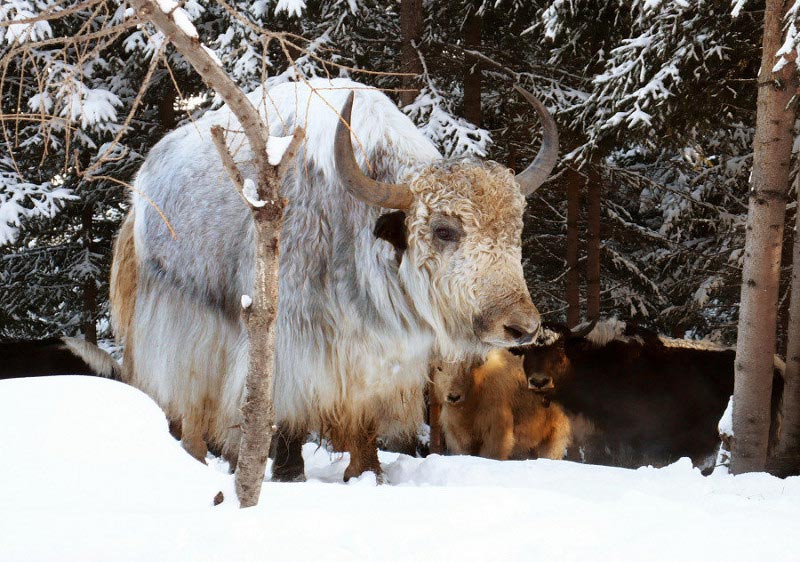 Pullover und Strickjacken aus Yakwolle, Merinowolle, Schafswolle kbT (kontrolliert biologische Tierhaltung), Yak-Pullover, Yak-Strickjacken, Cardigans